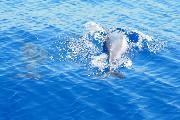 Neugierige Delfine begleiten die Paloma bei ihrem Segeltörn auf Sardinien.