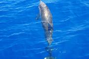Delfine ziehen durch das glasklare Wasser an der sardischen Küste.