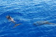 Delfine begleiten uns auf unserem Weg entlang der italienischen Küste.